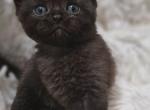FENDI - British Shorthair Cat For Sale - Grand Rapids&comma; MI&comma; US