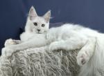 Obereg - Maine Coon Cat For Sale - Hollywood&comma; FL&comma; US