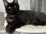 Quintana - Maine Coon Cat For Sale - Hollywood&comma; FL&comma; US