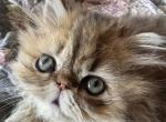 Celestial Fenix - Persian Cat For Sale - Fort Worth&comma; TX&comma; US