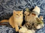 Luna - British Shorthair Cat For Sale - Renton&comma; WA&comma; US