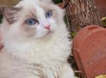 bamboo - Ragdoll Cat For Sale - Irvine&comma; CA&comma; US