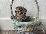 Daisy - Scottish Fold Cat For Sale - Roseville&comma; CA&comma; US