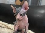 Paradisesphynxkittens - Sphynx Cat For Sale - Rochester&comma; NY&comma; US