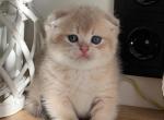 Cersei - Munchkin Cat For Sale - Pembroke Pines&comma; FL&comma; US