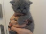 Bella - Scottish Fold Cat For Sale - Tampa&comma; FL&comma; US