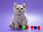 Yasmine - British Shorthair Cat For Sale - Grayslake&comma; IL&comma; US