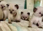 Thankful litter - Siamese Cat For Sale - Cape Coral&comma; FL&comma; US