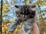 Abby Female Persian Silver smoke Tabby - Persian Cat For Sale - Gadsden&comma; AL&comma; US