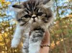 Beau Male Persian Kitten - Persian Cat For Sale - Gadsden&comma; AL&comma; US