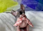 Yzma - Sphynx Cat For Sale - Columbus&comma; OH&comma; US