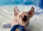 YETI - Sphynx Cat For Sale - Columbus&comma; OH&comma; US