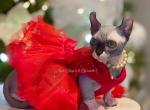 Summer - Sphynx Cat For Sale - Columbus&comma; OH&comma; US