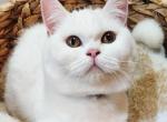 Lola - Scottish Straight Cat For Sale/Service - 