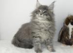 Royal Blue Tabby Female One - Maine Coon Cat For Sale - Union City&comma; MI&comma; US