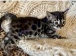 Silver Charcoal Bengal - Bengal Cat For Sale - GA, US