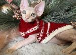 Latte - Sphynx Cat For Sale - Brooklyn&comma; NY&comma; US