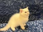Bella - British Shorthair Cat For Sale - Renton&comma; WA&comma; US