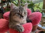Sunny - Scottish Straight Cat For Sale - New York&comma; NY&comma; US