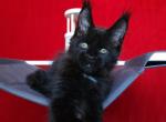 Platosha - Maine Coon Cat For Sale - Grayslake&comma; IL&comma; US