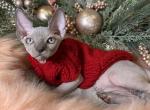 Lukas - Sphynx Cat For Sale - Brooklyn&comma; NY&comma; US