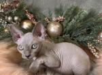 Mona - Sphynx Cat For Sale - Brooklyn&comma; NY&comma; US