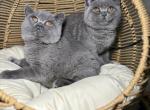 Sergio Buddy and Ben - British Shorthair Cat For Sale - Fort Wayne&comma; IN&comma; US