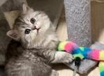 Silver shaded black LH females - Scottish Fold Cat For Sale - Tukwila&comma; WA&comma; US