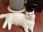 Bibi the Munchkin Scottish straight - Munchkin Cat For Sale - Houston&comma; TX&comma; US