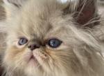 Eros - Persian Cat For Sale - Houston&comma; TX&comma; US