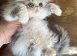Ela - Persian Cat For Sale - Houston&comma; TX&comma; US
