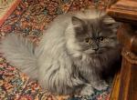 Lovable Persian CFA Registered Kitten - Persian Cat For Sale - Perry&comma; FL&comma; US
