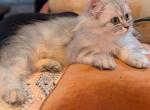 Beautiful CFA Registered Silver Shaded Persian - Persian Cat For Sale - Perry&comma; FL&comma; US