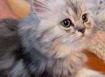 CFA Registered Male Tabby Doll Faced Persian - Persian Cat For Sale - Perry&comma; FL&comma; US