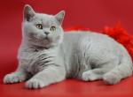 Elliot - British Shorthair Cat For Sale - Hollywood&comma; FL&comma; US