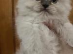 Blue point female - Himalayan Cat For Sale - Dover&comma; NH&comma; US