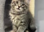 Parker - Siberian Cat For Sale - Hingham&comma; MA&comma; US