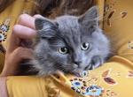 Milo - Siberian Cat For Sale - Arnold&comma; MO&comma; US