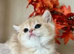 Leota - British Shorthair Cat For Sale - Rancho Cucamonga&comma; CA&comma; US