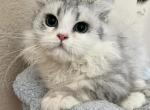 Mansion - British Shorthair Cat For Sale - Rancho Cucamonga&comma; CA&comma; US
