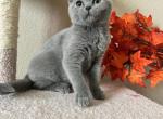 Sweetie - British Shorthair Cat For Sale - Rancho Cucamonga&comma; CA&comma; US