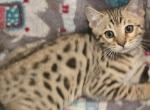 Christmas Bengal Kitten - Bengal Cat For Sale - VA&comma; US