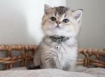 Forest - British Shorthair Cat For Sale - Henderson&comma; NV&comma; US