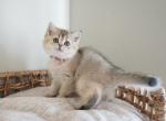 Hazel - British Shorthair Cat For Sale - Henderson&comma; NV&comma; US