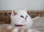 Archer - British Shorthair Cat For Sale - Henderson&comma; NV&comma; US