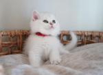 Hunter - British Shorthair Cat For Sale - Henderson&comma; NV&comma; US