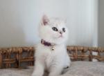Juniper - British Shorthair Cat For Sale - Henderson&comma; NV&comma; US