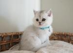Aspen - British Shorthair Cat For Sale - Henderson&comma; NV&comma; US