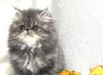Natalie - Persian Cat For Sale - Vancouver&comma; WA&comma; US
