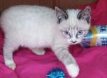Lynxpoint Snowshoe Girl - Siamese Cat For Sale - Walterboro&comma; SC&comma; US